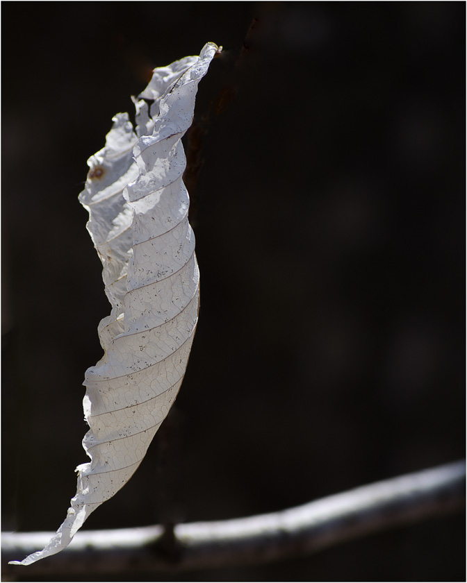 55-Rick-Plummer-A-White-Birch