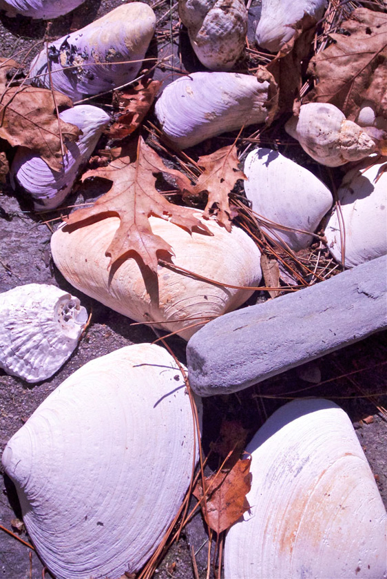 61-AlanLukas-B-Seashell_Cluster