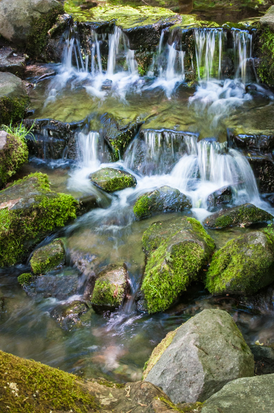 65-C-DickSawyer-B-Fern-Spring-Yosemite