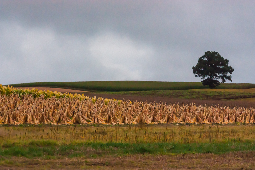 73-Francesca-Galluccio-steele-B-Tobacco-Harvest