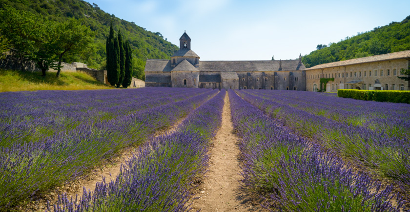 03-EricPiskura-B-Lavander-at-the-Abbaye-de-Senanque