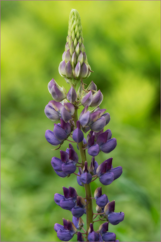 05-pdavis-A-Lupine-Glow