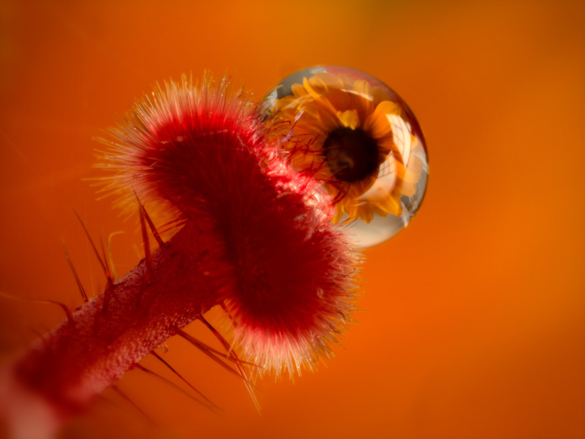 07-RobSmith_A_The-Hairy-Eyeball