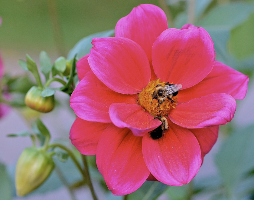 09-C-Walter-Buczacz-B-Red-Dahlia-and-Bees