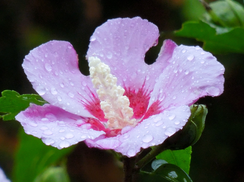 12-vinny-nigl-B-Hibiscus