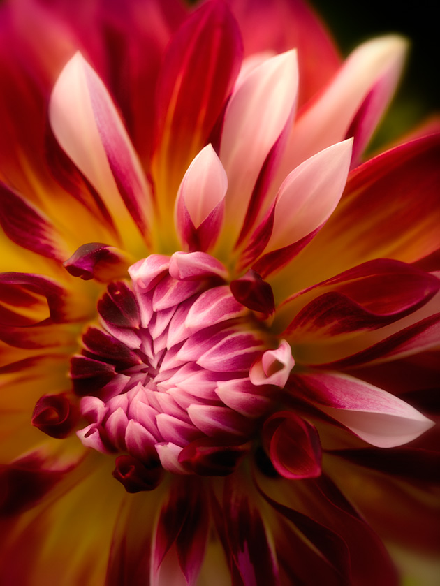 18-RobSmith_A_Dazzling-Dahlia