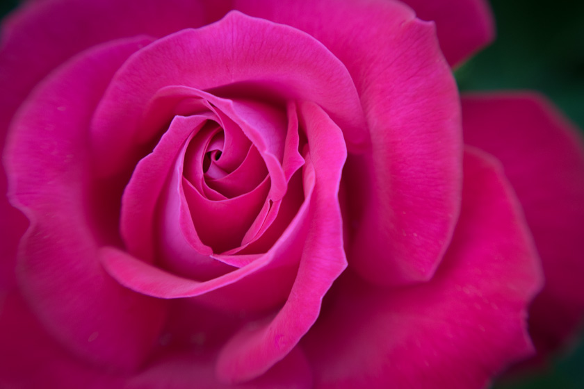 19-LeslieInman-A-Perfect-Rose