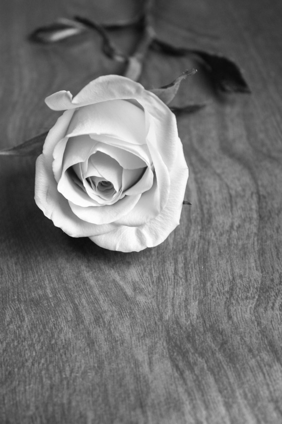 20-C-SammStewart-B-Table-Rose