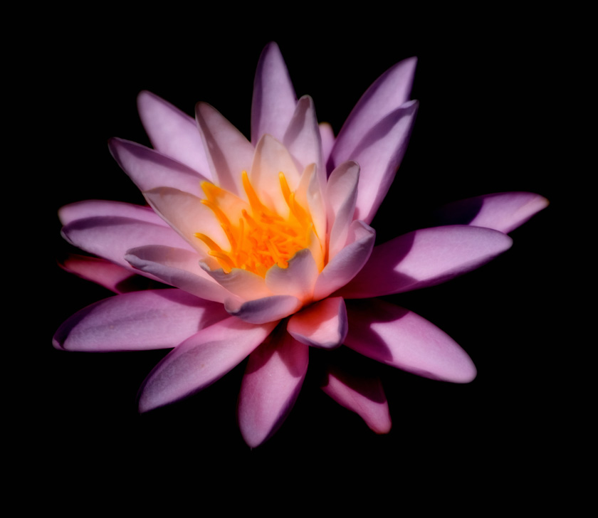 21-Geri-Lynn-Smith-A-Fire-Lily