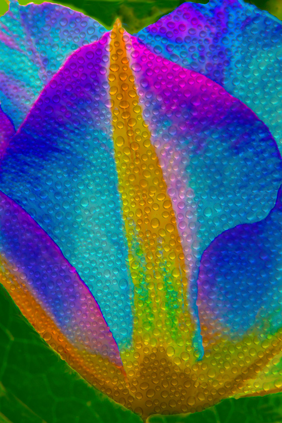 22-C_Malcolm_Williams_A_Hyped_flower
