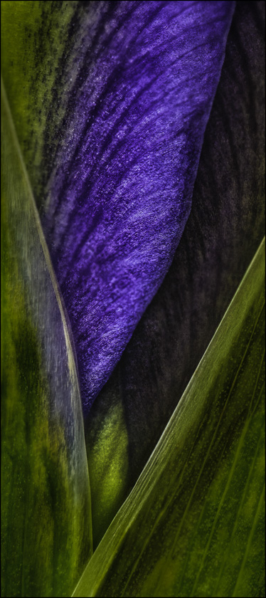 23-Knapp_Hudson_A_Iris_Essence