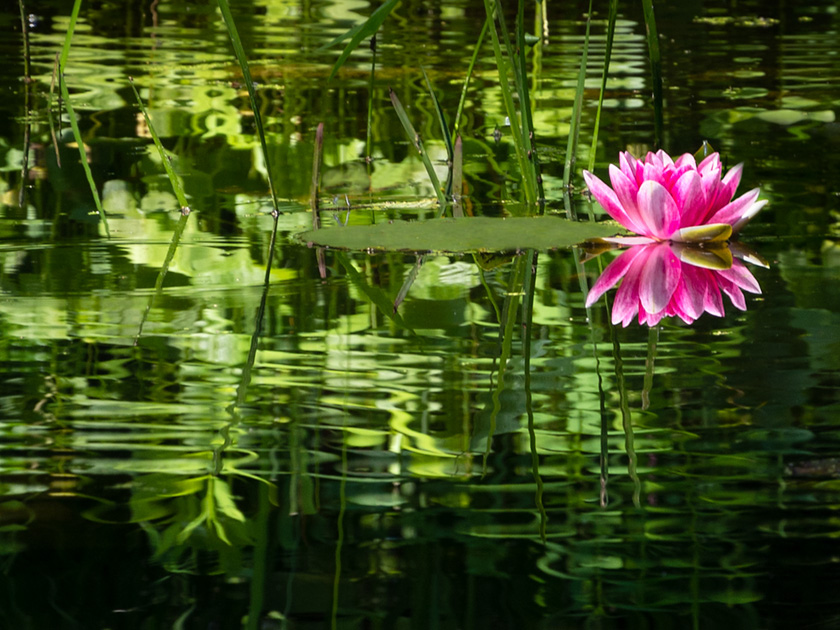 25-john-bald-A-waterlilly