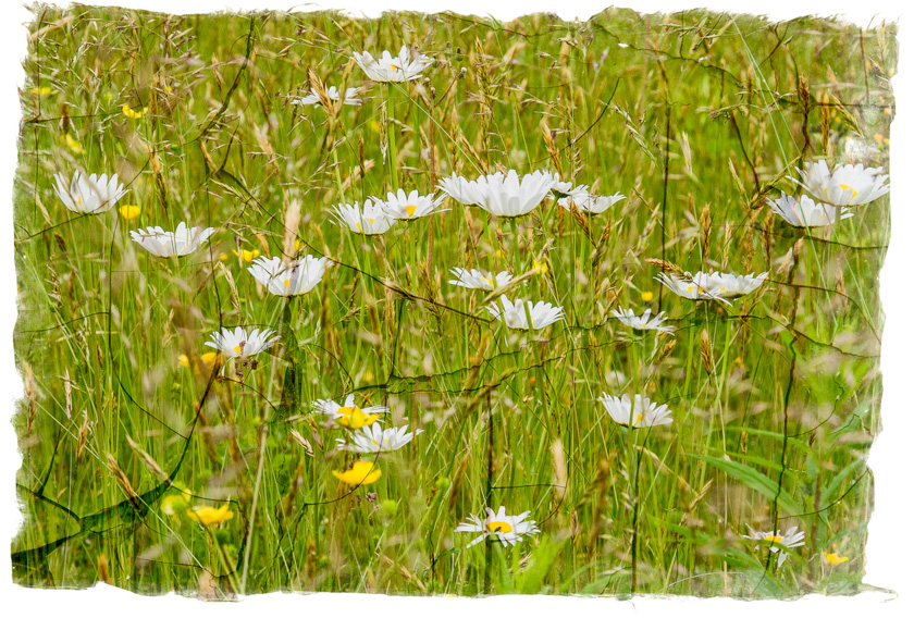 28-AlSpencer-A-June-Postcard