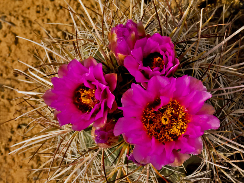 29-lilakirkwood-A-Barrel-Cactus