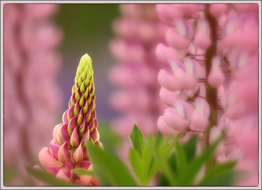 31-MarkStevens-A-Pink
