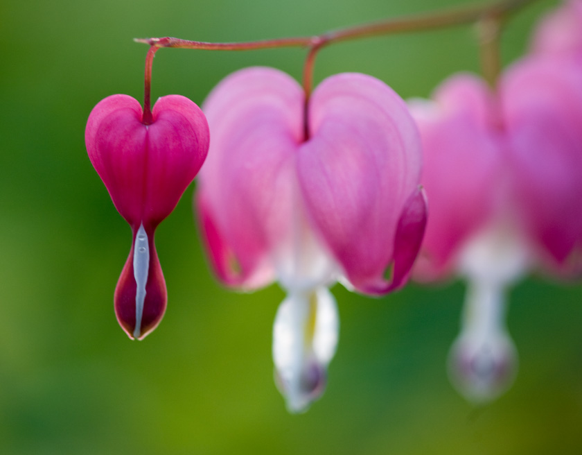 32-Geri-Lynn-Smith-A-Bleeding_heart