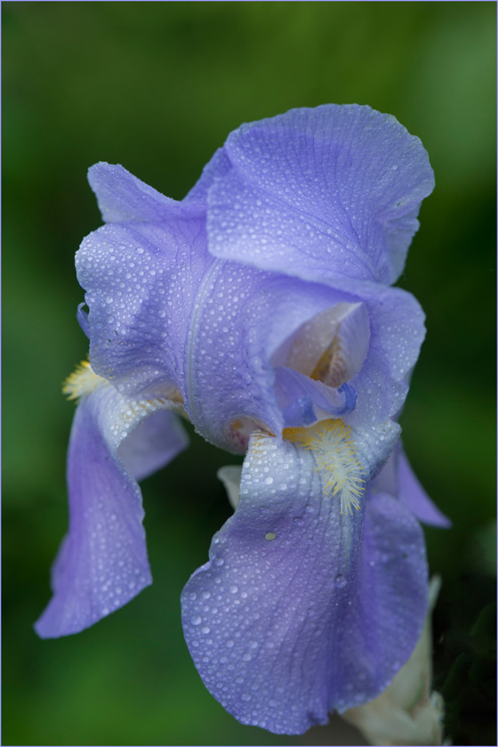 34-C-pdavis-A-Backyard-Iris