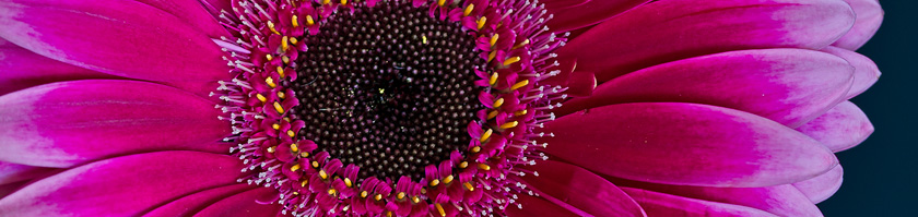 37-RickThompson-B-Gerbera-Daisy