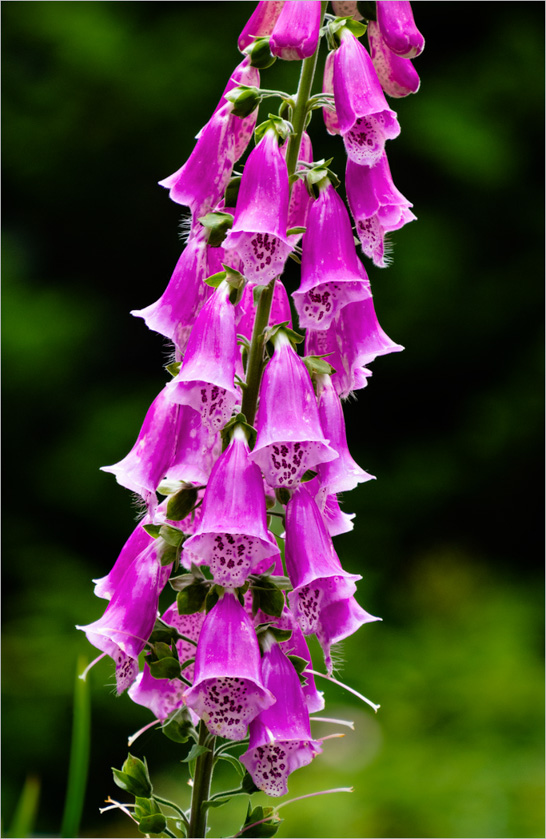 38-john-bald-A-foxgloves