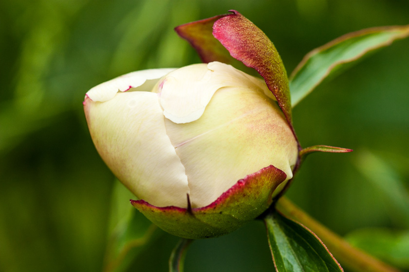 39-FrancescaGalluccio-Steele-B-Bud