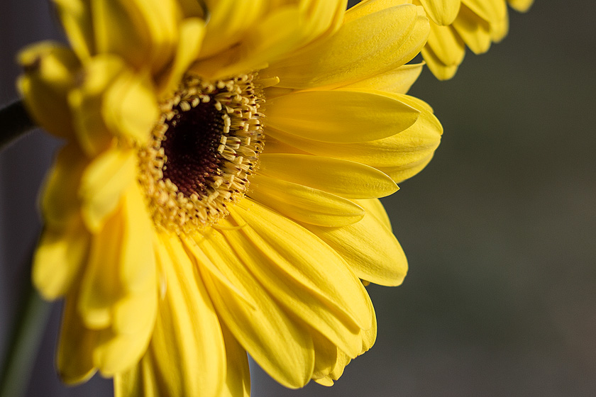 40-JoanneSmith-B-gerber-daisy