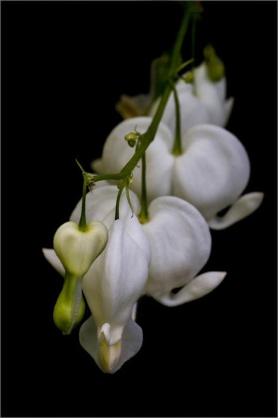 42-LindaCullivan_A_White_Hearts