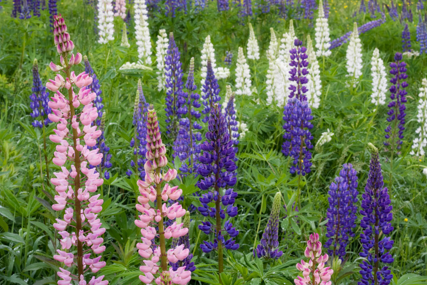 44-C-Sandra_Wescott_A_Pink-Purple-white