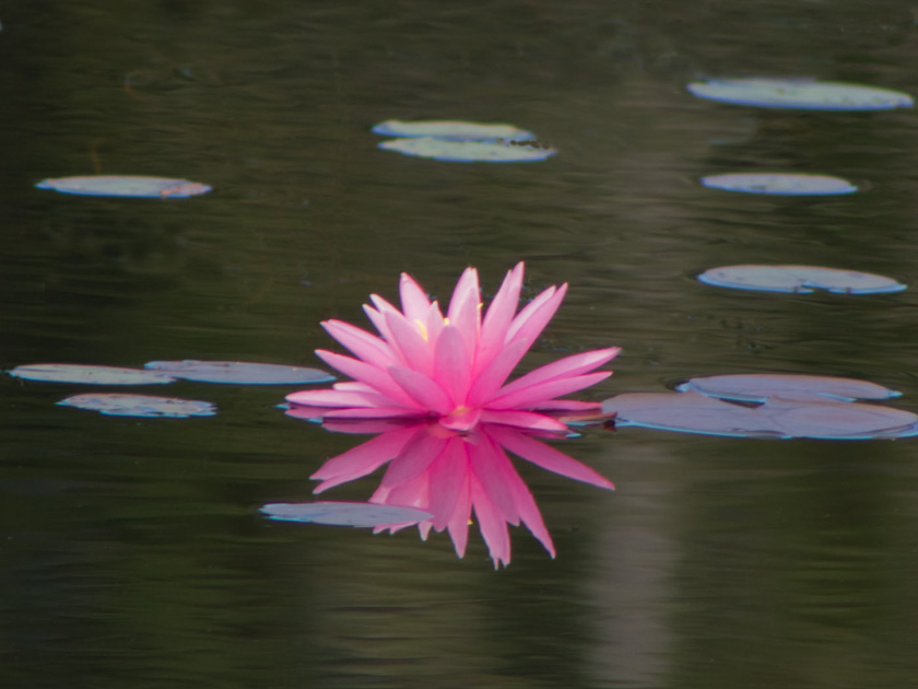 45-dave-kirkwood-A-Lone-Lily-Blossom