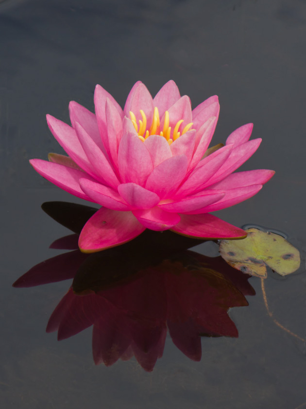 49-davekirkwood-A-C-Lily-Blossom-and-Pad