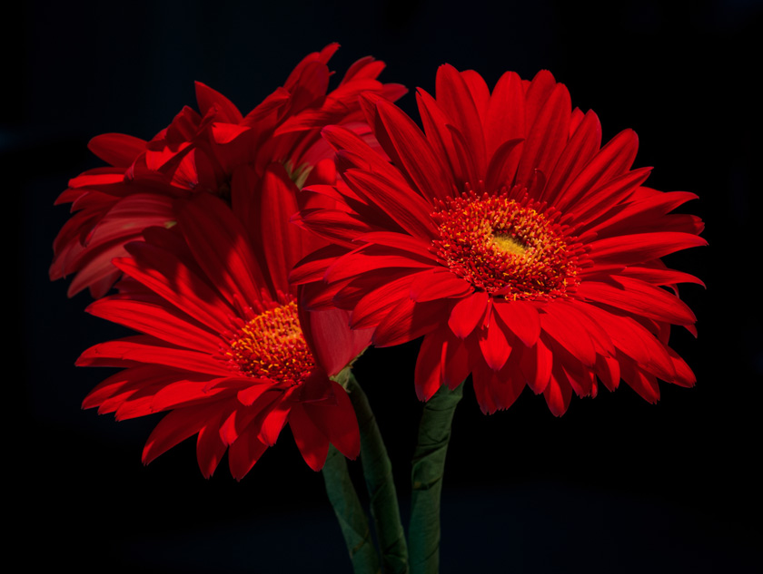 52-Eric-Piskura-B-Gerberas