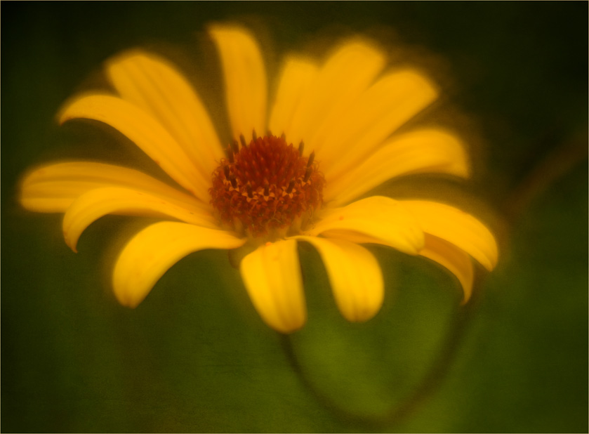 56-C-Cempa-A-Rudbeckia