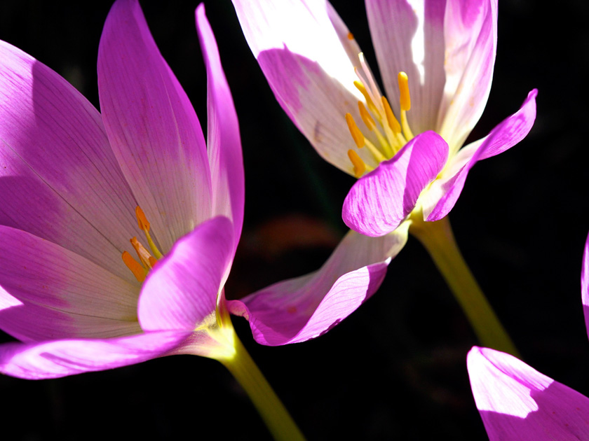 58-C-Colleen-Graves-B-Autumn-crocus