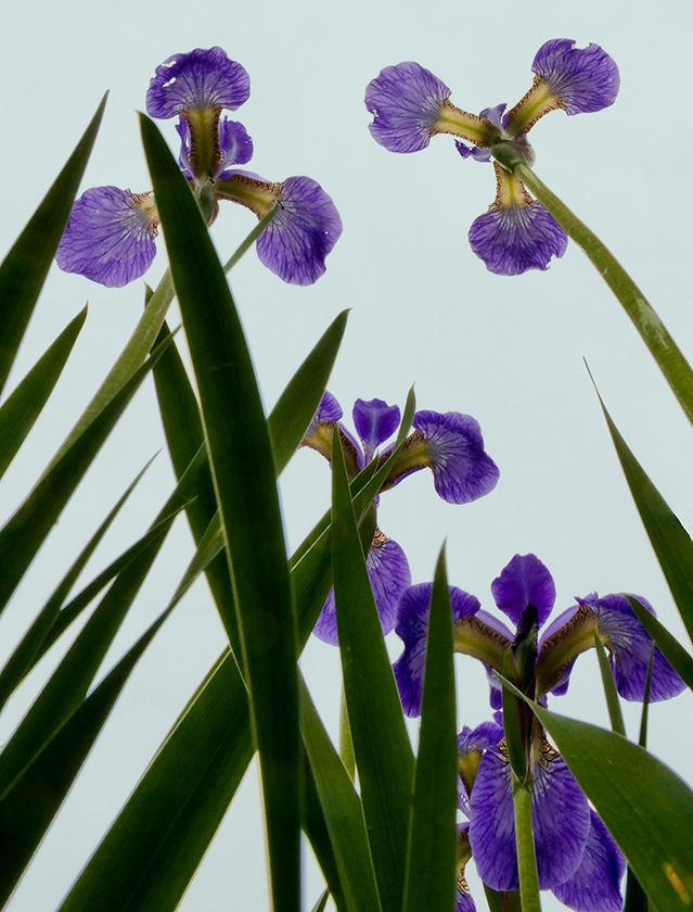 59-RickThompson-B-Iris-From-Below