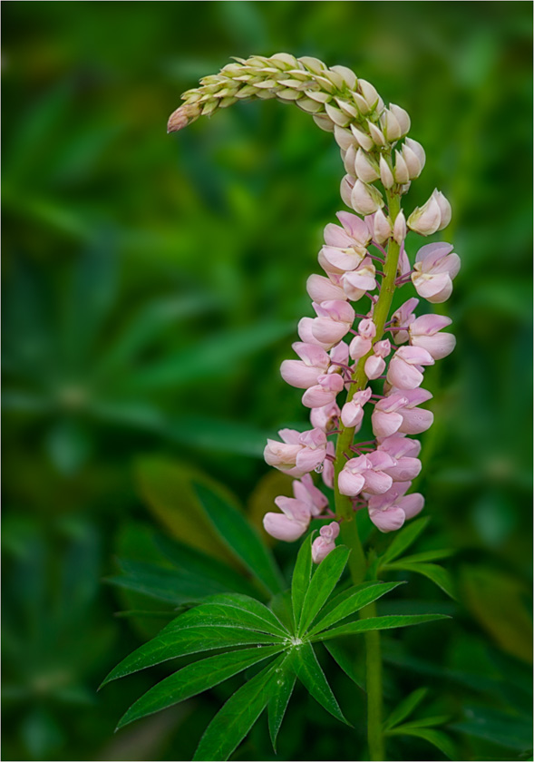62-Darylannleonard-A-Natures-Bow