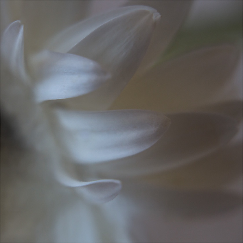 63-LindaCullivan_A_Dreamy_Dance