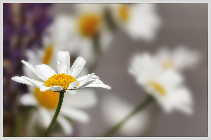 64-MarkStevens-A-Daisy