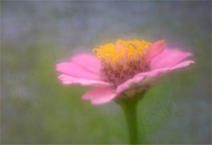 66-Cempa-A-Zinnia