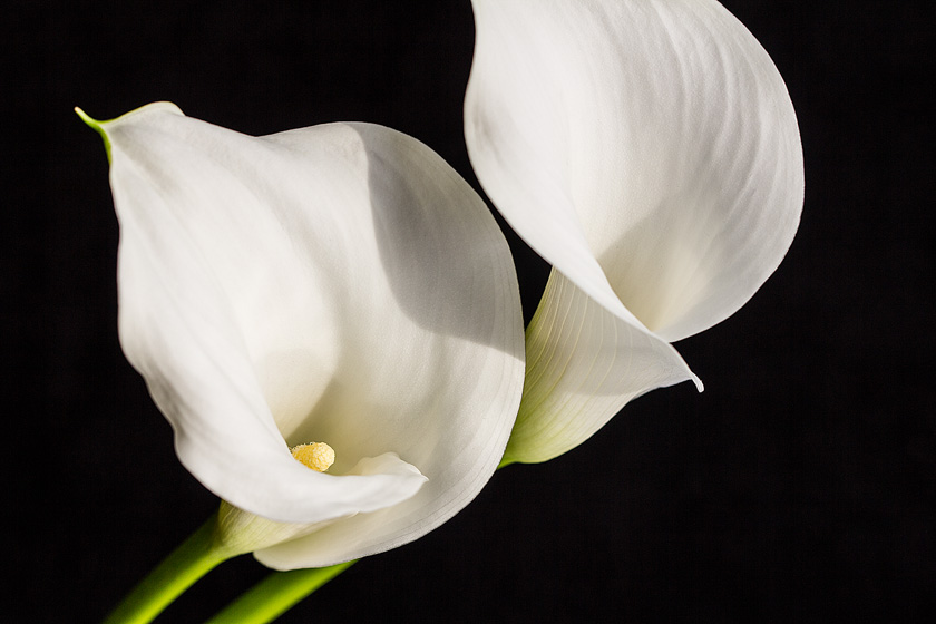 69-C-JoanneSmith-B-calla-lillies