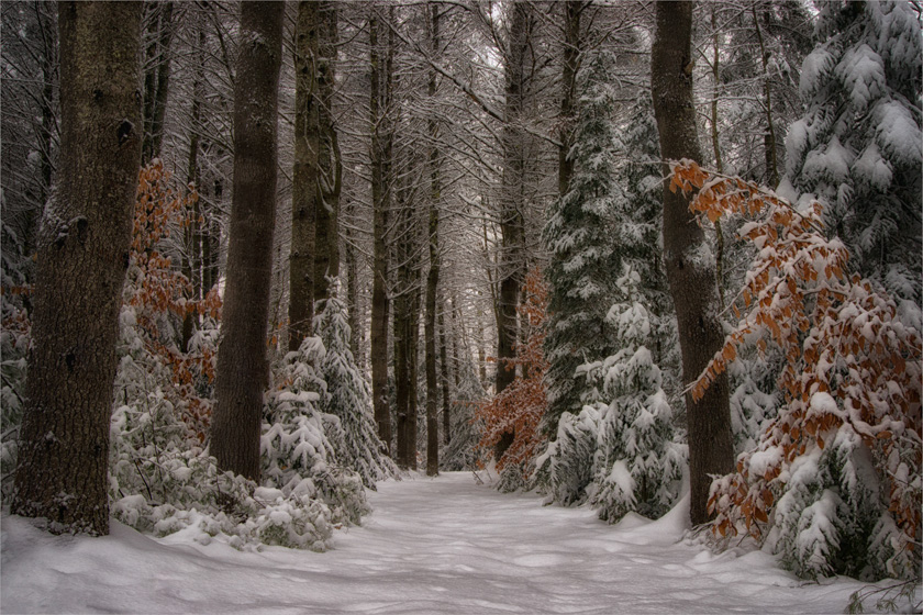 01-darylannleonard-a-walk-through-the-woods