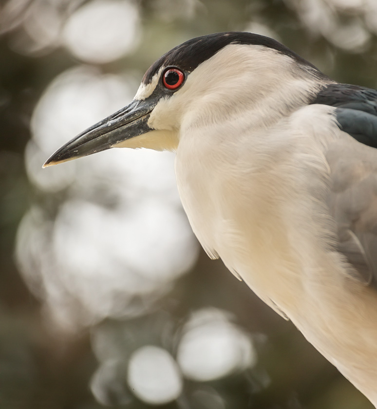 09-mike-leonard--a-black_crowned_night_heron