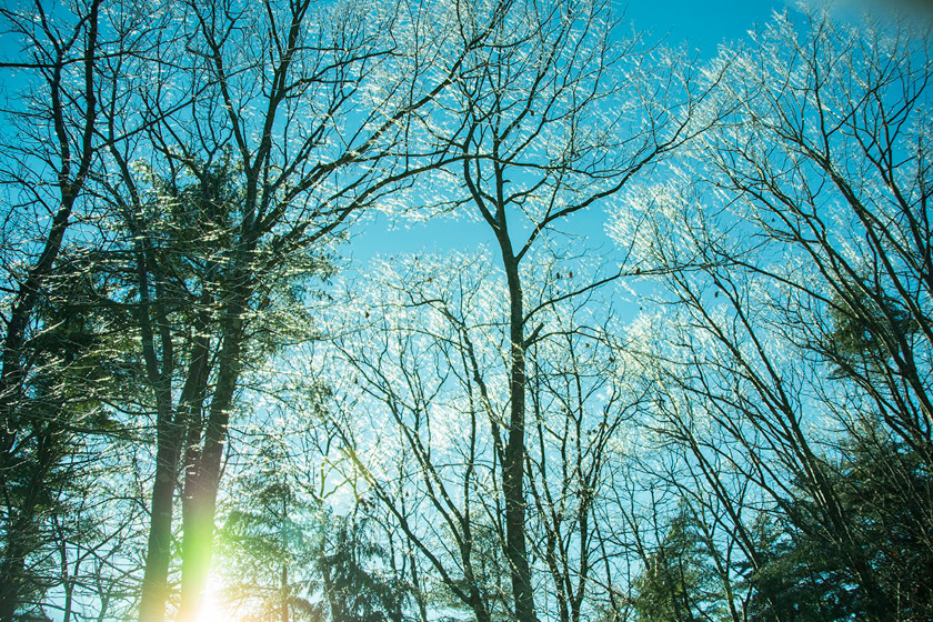 16-alanlukas-b-light_thru_trees