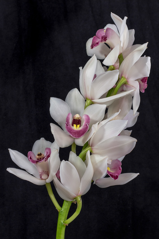 24-joannesmith-b-cymbidium