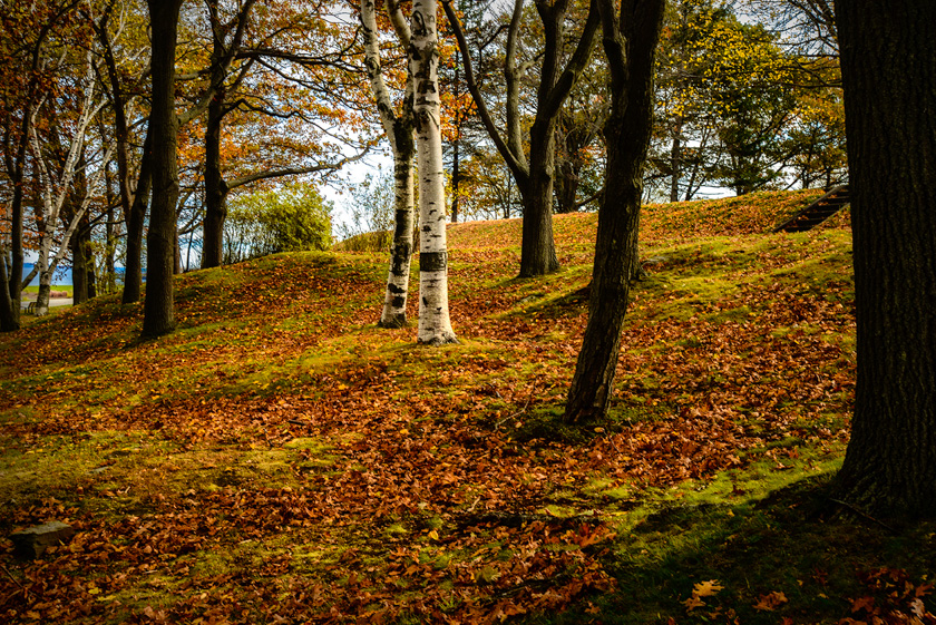 15-c-steve-thomas-b-afternoon-sun