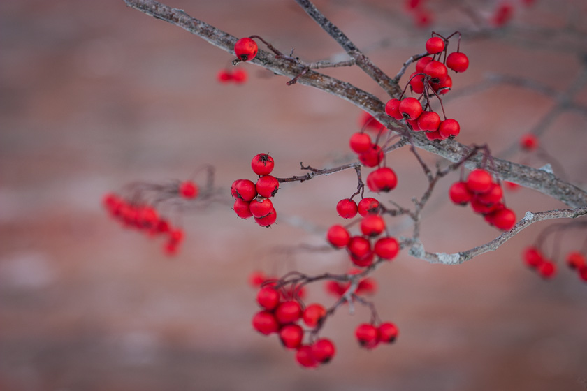 41-francesca-galluccio-steele-b-winterberries