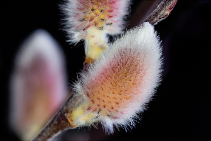 53-joannesmith-b-all-natural-qtip