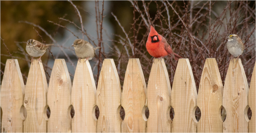 208--02-Cempa-Fence_Sitters