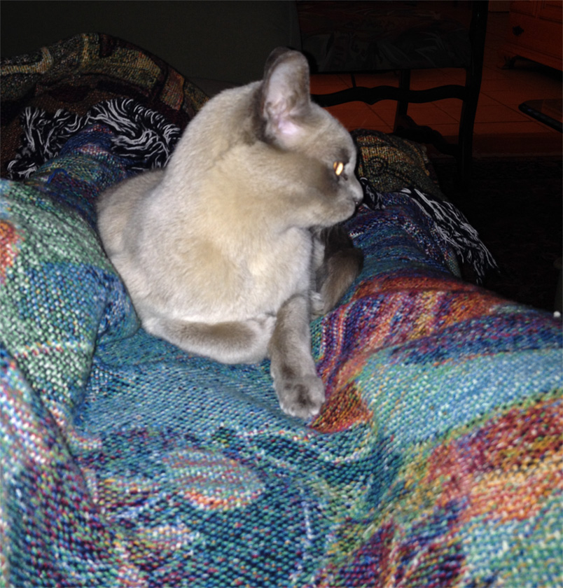 607--06-Kathleen-Wiklund-Sophie my Burmese.jpg