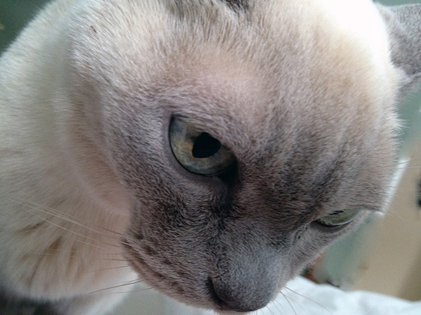 802--08-Kathleen-Wiklund-Andy my Burmese.jpg