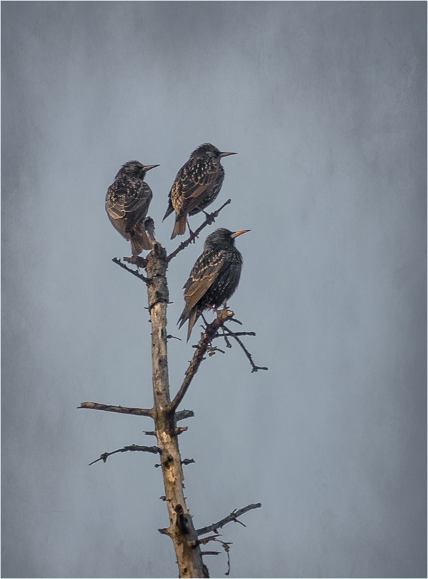Cempa-A-Cempa-A-Starlings_in_the_Wasteland