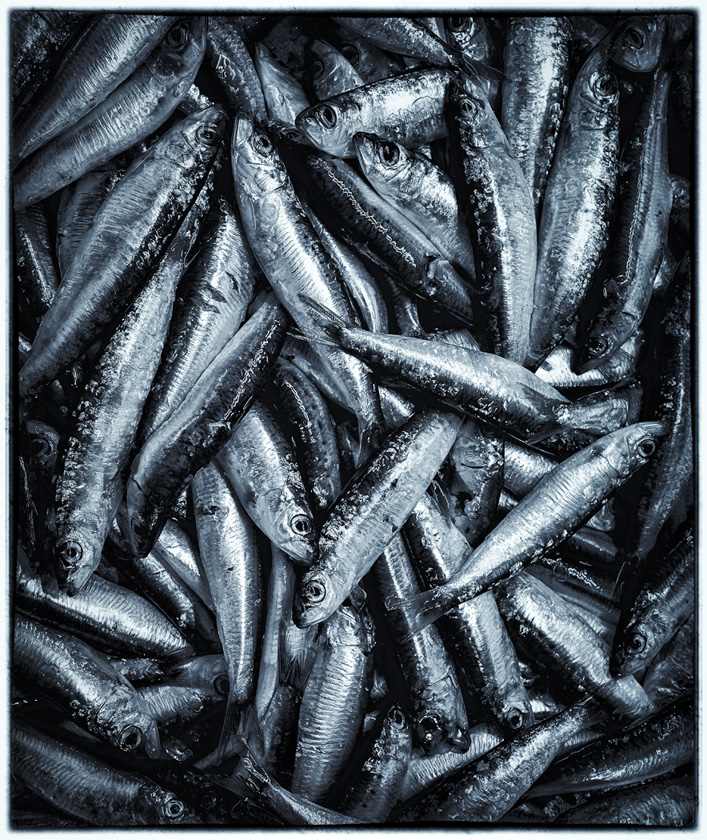 36-EricPiskura-B-Anchovies
